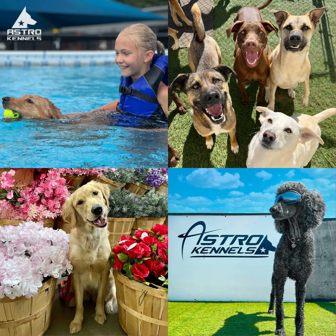 astrokennels's tweet photo. Today is our 14th birthday! We can't begin to describe the incredible experiences and friendships we have acquired during this journey so far. Our Astro family continues to grow and we're incredibly humbled by your ongoing support. Thank you for being part of it all. 🎂🐶 🎈 https://t.co/VraPcguAtY