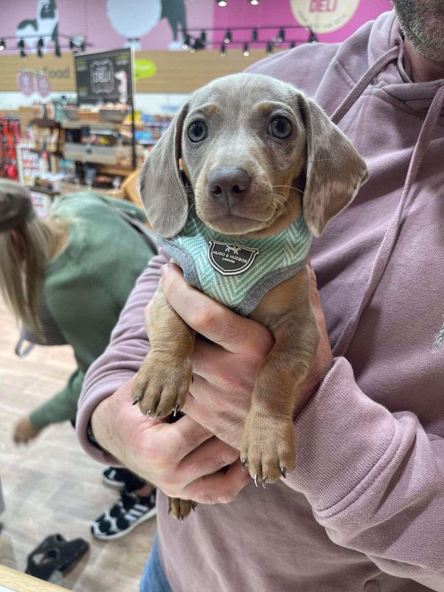 Hugo &amp; Hudson was made for this pup 🐶❤️

 #leamingtonspa #warwickshire #petshop #dogfriendly #dogs #dogstyle #pets #pupstar