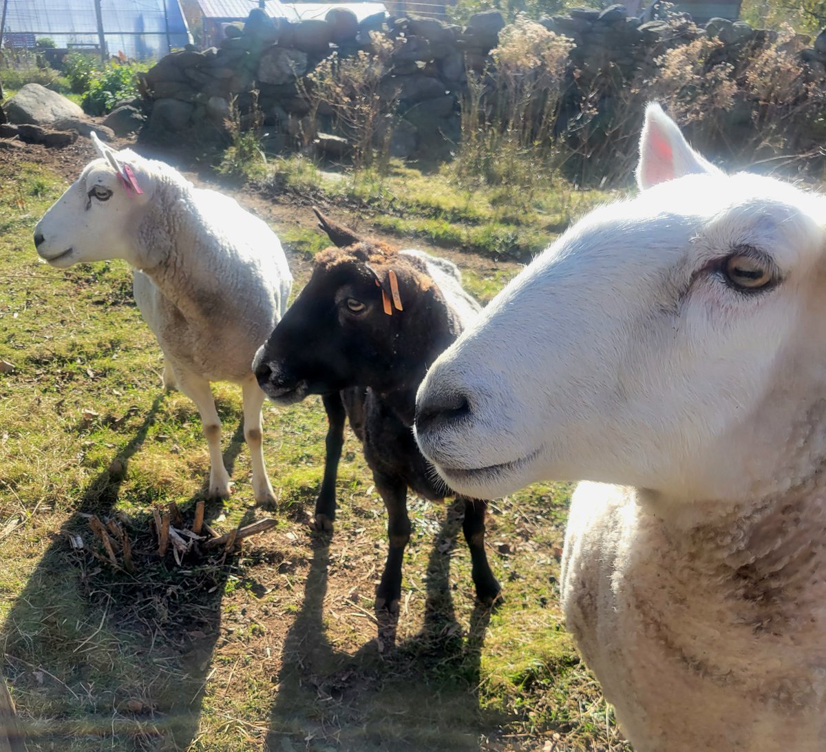 ArtistsExchange's tweet photo. Support our community partners Revive the Roots today with their 401 Gives goal!  Your donation helps keep our fiber program alive and thriving. 

https://t.co/gzakN9gcaR

Big thanks from our woolly girls Clover, Hazelnut and Peaches!

#401gives #sustainablefiber #wool https://t.co/2Atqa9piYf