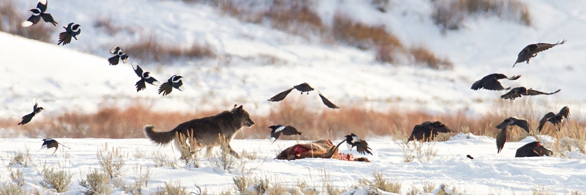 rick_lamplugh's tweet photo. Wolves kill to feed their pack and eliminate competitors. Yellowstone’s Wolf Project tracks the kills of park wolves and reports findings. I studied the annual reports and created a wolf menu from big meals to snacks. (photo NPS)  https://t.co/Kdkia5BAvl https://t.co/RRXQvAoktR