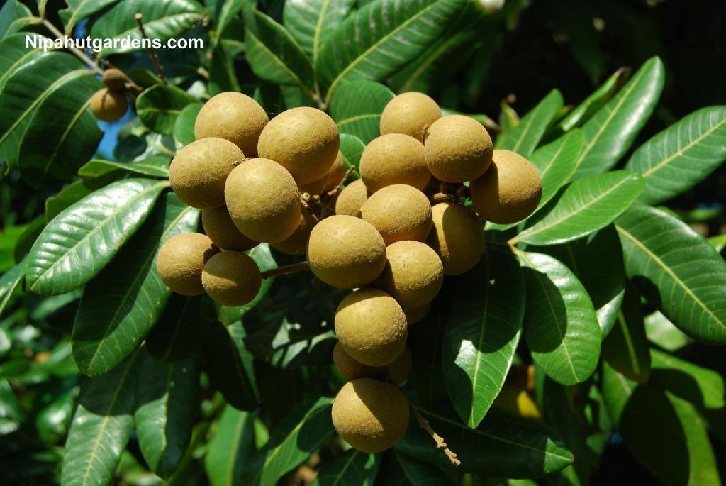 DinnRyan's tweet photo. @APurpleLifeBlog Could it be longan? https://t.co/DO5XG4ug3A