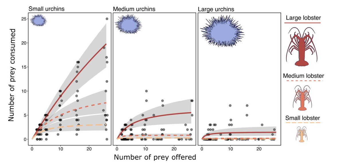 Adrian Stier (@adrianstier) on Twitter photo How might fishing-induced changes in body size alter how CA spiny lobsters prey on sea urchins?
pre-print out by <a href="/BartDifiore/">Bart DiFiore</a>, feedback welcome! doi.org/10.22541/au.16… How might fishing-induced changes in body size alter how CA spiny lobsters prey on sea urchins?
pre-print out by <a href="/BartDifiore/">Bart DiFiore</a>, feedback welcome! doi.org/10.22541/au.16…