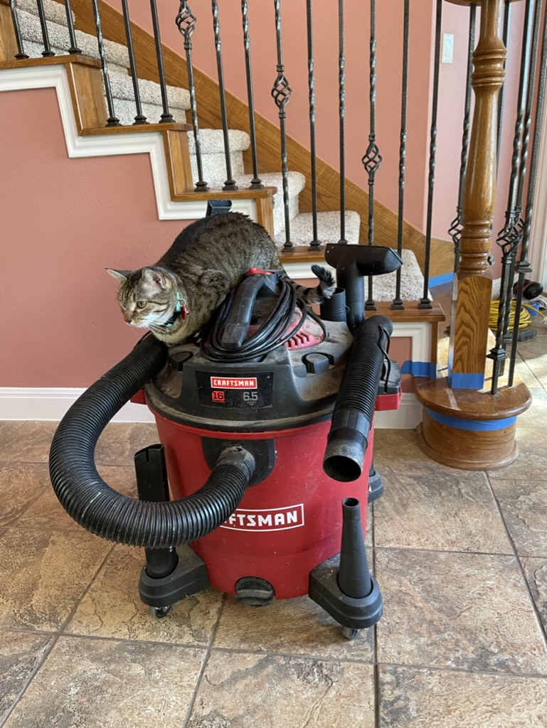 MoranMP_DRESNER's tweet image. Ah, cats, gotta' love them. Here is our daughter's taking "I own this" to the next level. #BIWisdom