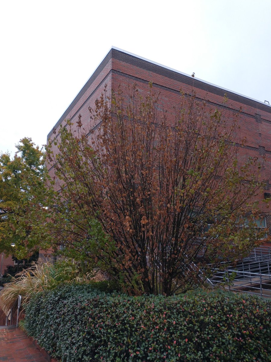 NCSU_PDIC's tweet photo. OK folks, what's going on with this Cornellian cherry #dogwood (#Cornus mas) on NC State campus? Located outside of our building, we've been watching and sampling since last year. The answer is somewhat surprising, but also a bit difficult to fully understand... https://t.co/azG6zcqAVP