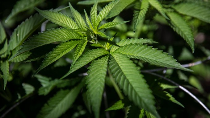 todd_harrison's tweet photo. House Votes to Decriminalize Cannabis

Democrats, with some Republican support, voted 220-204 to remove marijuana from the federal list of controlled substances, moving to catch up to states.

me: ^and the 91% approval rating.

🇺🇸 #cannabis 🌿

https://t.co/MZnLH1XcoS https://t.co/x7E15MM8yM