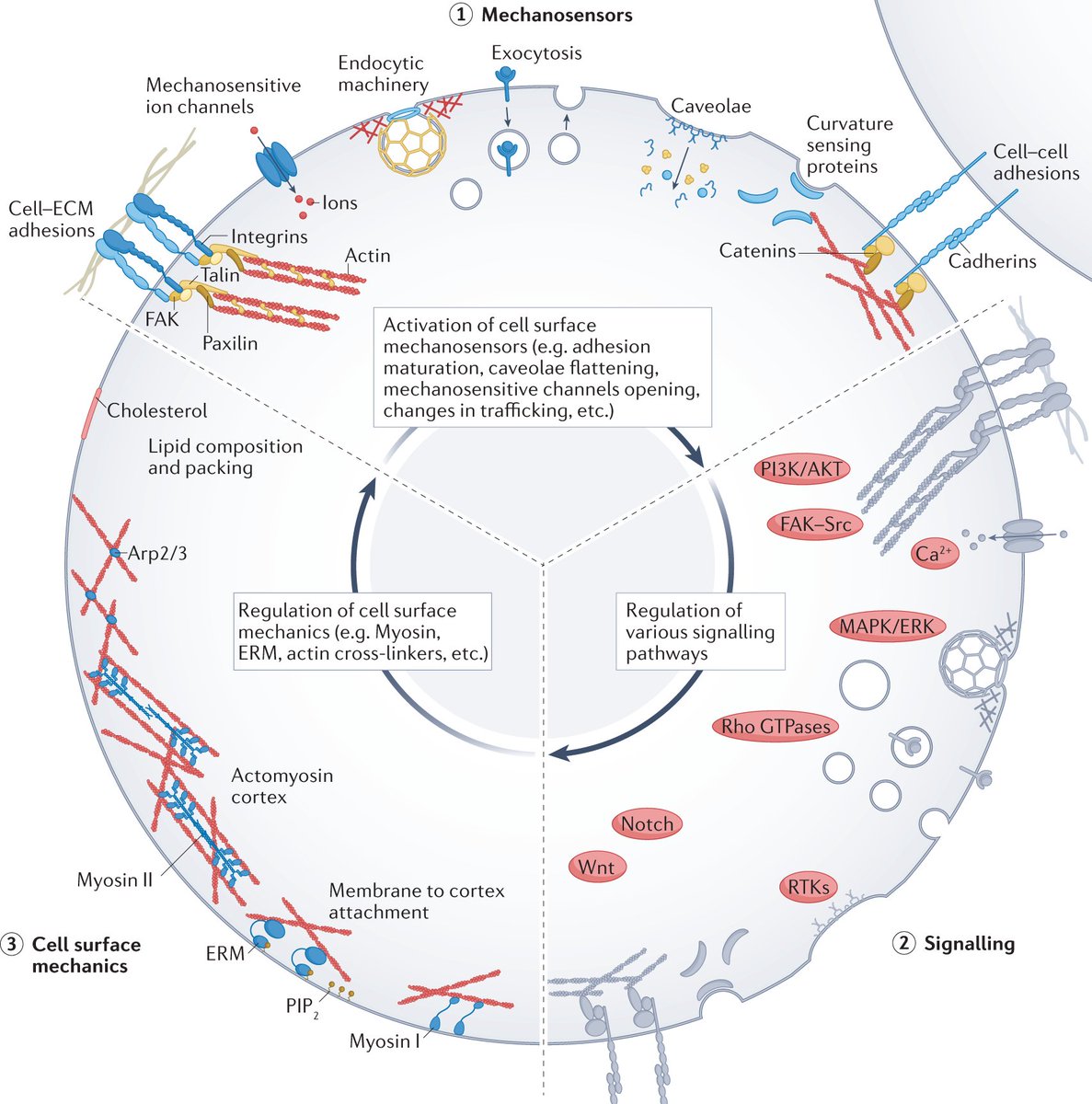 NatRevMCB's tweet image. Fresh from press #Review by Henry De Belly, Ewa Paluch &amp;amp; Kevin Chalut discussing the cooperation between #mechanosensing, #cellsignalling and #cellmechanics in regulating #cellfate

@KevinChalut @PaluchLab @Henry_de_belly @Cambridge_Uni @UCSF 

go.nature.com/3NG1SuH