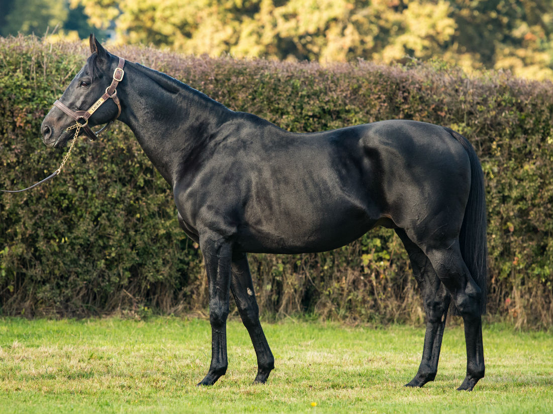 Racing Post Bloodstock tweet media