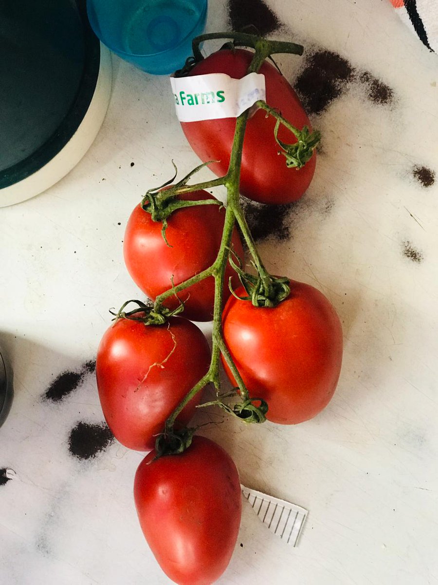 Wanja27Njeri's tweet photo. A farmer found these at fresh2go on her supply mission..she called to tell me about this new discovery and she was asking where to get such seeds 😂😂😂 of course at @ufarm_holdings you get these and many more.....
#improvefarming
#improvinglife
@jcniyomugabo 
@KenyaBBI https://t.co/jLpkaNa407