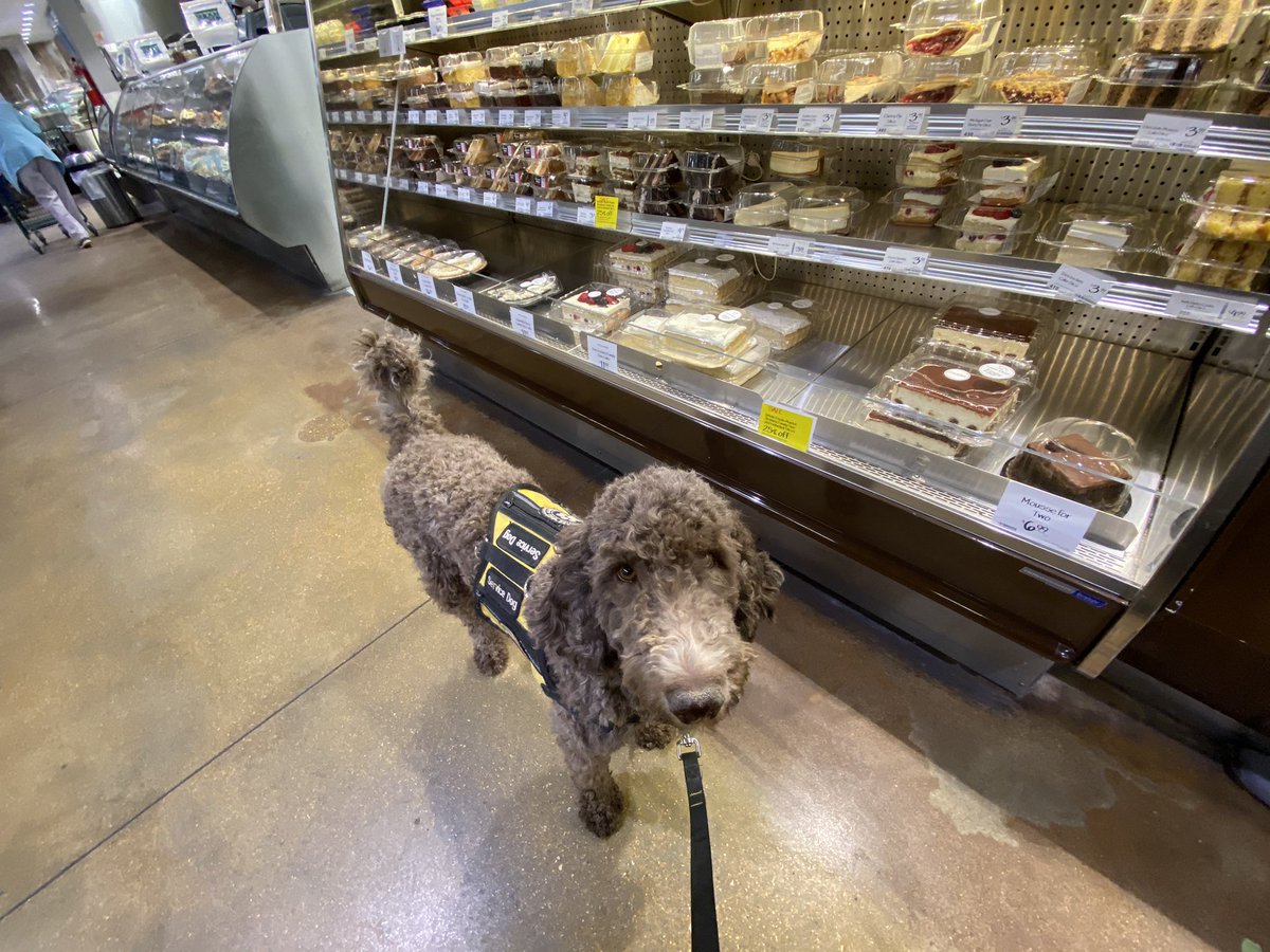 ServiceDogAcdmy's tweet photo. @marcuslemonis Medical alert service dogs. They save their owners lives multiple times a day and keep people from dying, getting hurt and out of the hospital ER. I have helped to train over 250 of them. #MarcusInAmerica https://t.co/7zhDnwf9AD