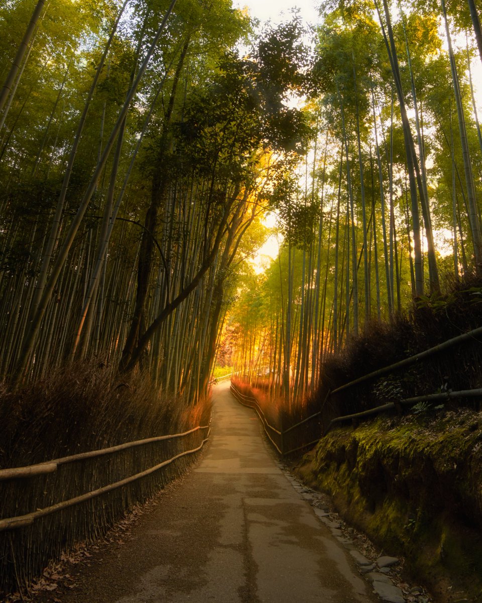 World_Traveler7's tweet photo. Good morning Kyoto ☀️
#kyoto #arashiyama #japan #nature https://t.co/D8X0p9IWXa