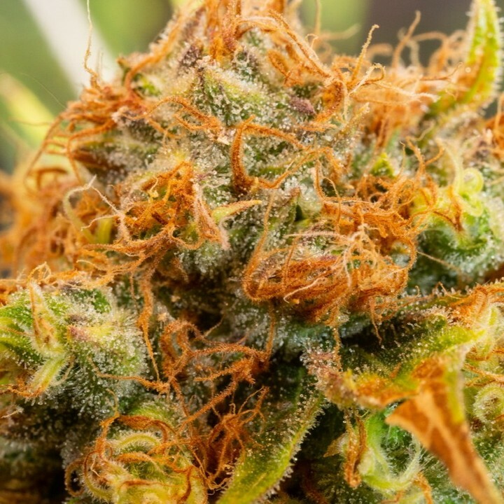 As a tribute to the founding father of all seed banks Nevil Schoenmakers and on the 3rd anniversary of his passing...or as he preferred to say `Gone fishing...`we thought to blaze a Super Silver Haze flower we have been curing for a special event. 
As one intelligent person …