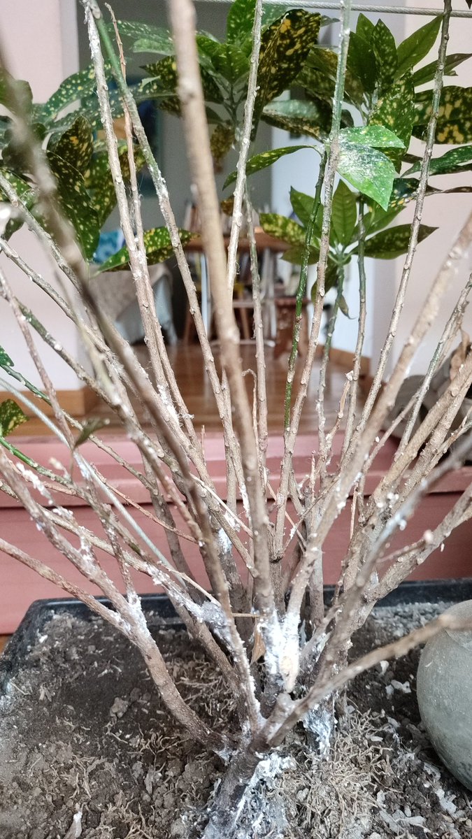 Mi plantita tiene esto. Cómo le puedo ayudar?