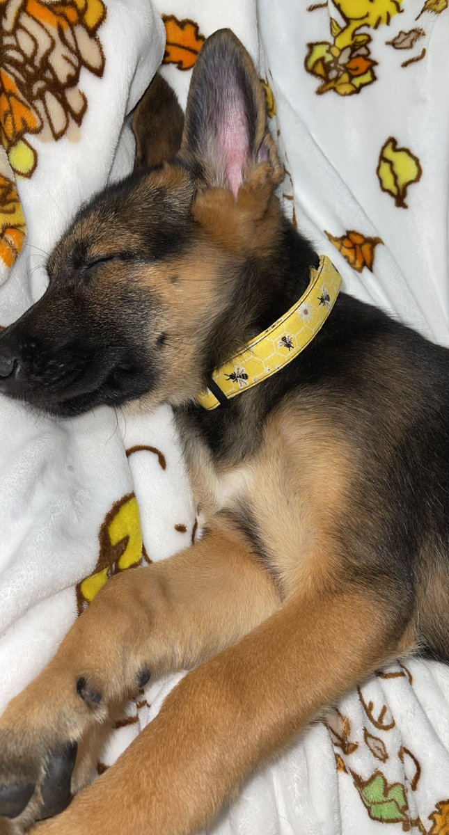 jjocellynn_'s tweet photo. guess who got another puppy🥰 my sweet kira💛 https://t.co/CPKqrfwSim