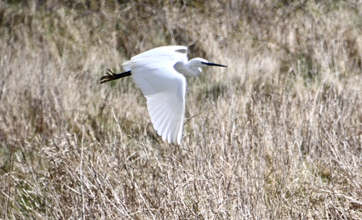 Andrew Watson tweet media