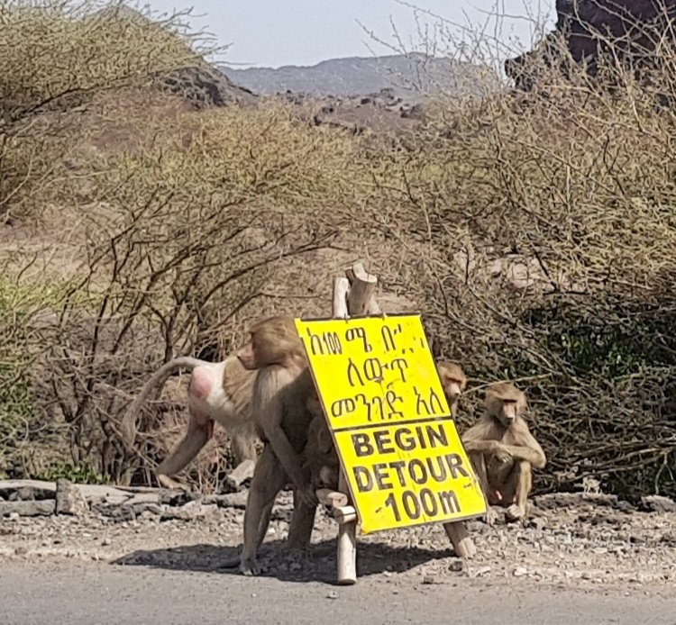 fe_lalalaa's tweet photo. A detour sign put up by these monkeys π
#Asaita
#Afar
#Ethiopia https://t.co/tZIGYhShik