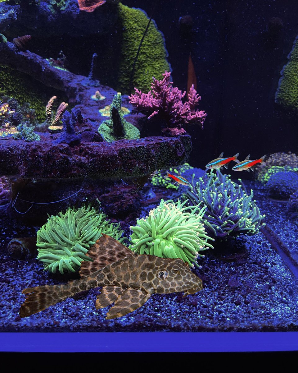 SaltFishTV1's tweet photo. I’ve always wanted a shark! I’m slowly converting the CADE into a fish only system,I’m done with coral keeping
#SaltFishTV #JustReef #Cadeusa #reef #reeftank #FISHONLY #FISHONLYTANK #CORALSUCKS #FISHONLYRULES #SHARK #BABYSHARK #aquarium #aquariums #fishtank #fishtanks #aprilfools https://t.co/yHZSewVpj0