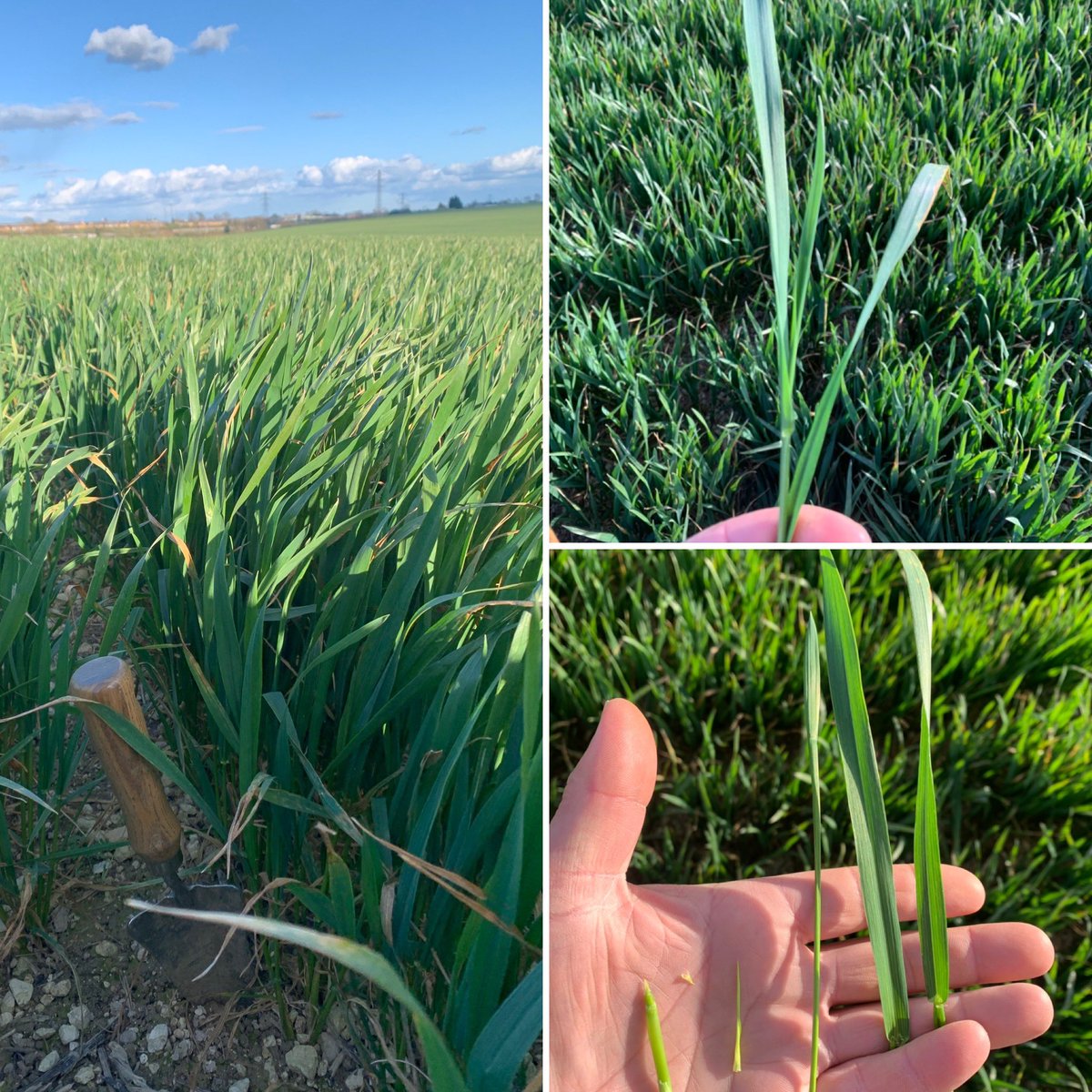 Agronomist_bri's tweet photo. Good crop of @LGSeedsUK Skyscraper, leaf 3 already on its way out!! Bit trickier dissecting when you canβt feel your fingers π₯Άπ± #crackingon #frosty #wheat #brakeson https://t.co/alqWmQqrGe