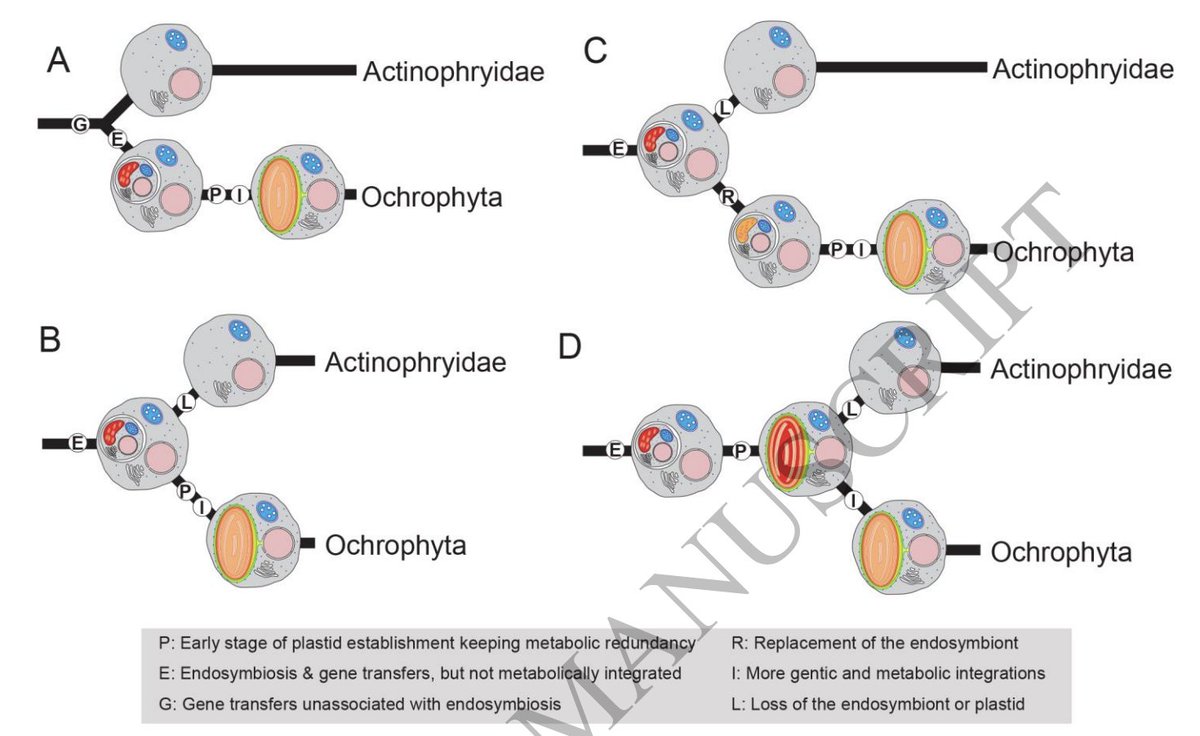 protistologists's tweet photo. An enigmatic stramenopile sheds light on early evolution in #Ochrophyta plastid organellogenesis https://t.co/HrP20iGvO2 #protists #algae #symbiosis https://t.co/hcol1u8hw8