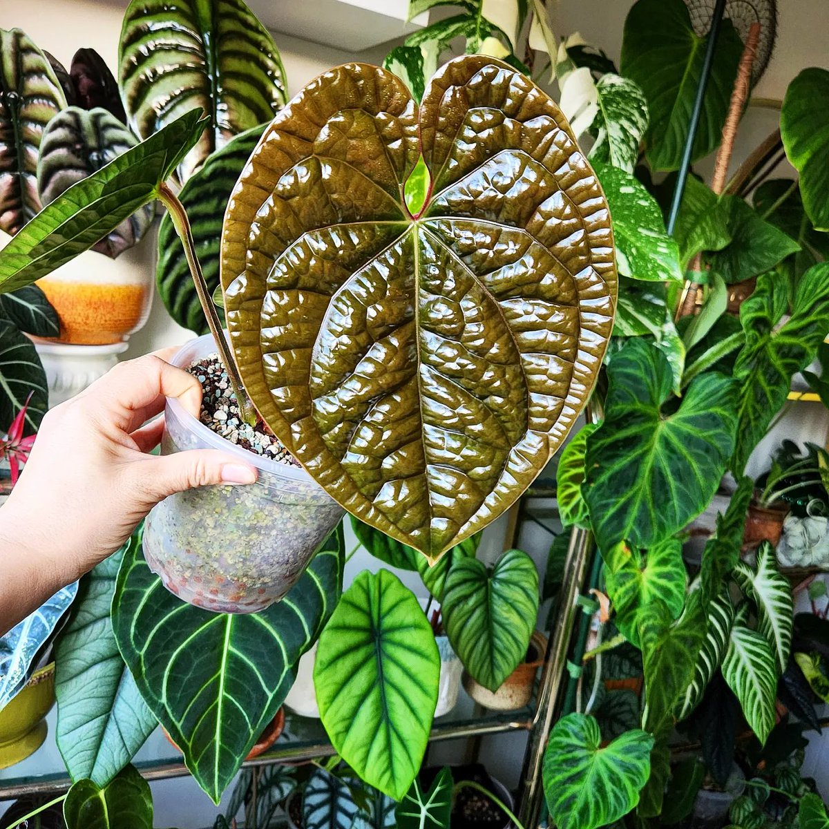 ecofriendlyfact's tweet photo. The bestest foliage for foliage friday.. I love how round and chubby the leaves are on this guy.
#anthuriumluxurians
#urbanjunglebloggers #helloplantlover
#alocasiabisma #philodendronsp https://t.co/gJkhy1NbG0
