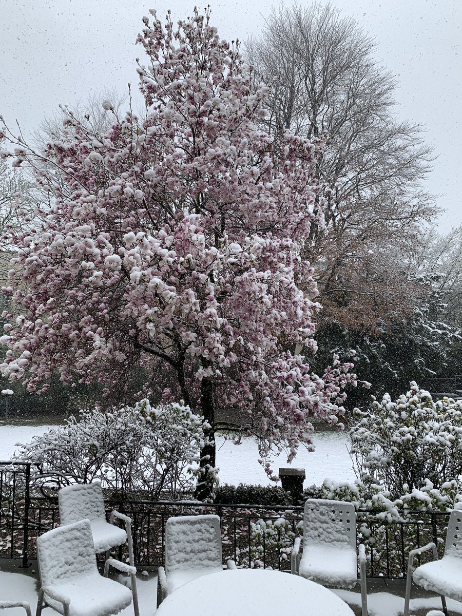 GalerieKornfeld's tweet photo. It's not an April Fool's joke: the blossoming magnolia tree is completely covered by the fresh snow #villathurmau #garden #snow #aprilfools #spring #freshsnow #kornfeldauction #auction #fineart #juneauction #auctionhouse #Auktionshaus #venteauxencheres #artgallery #Galerie #Bern https://t.co/AhW2i9cpyP