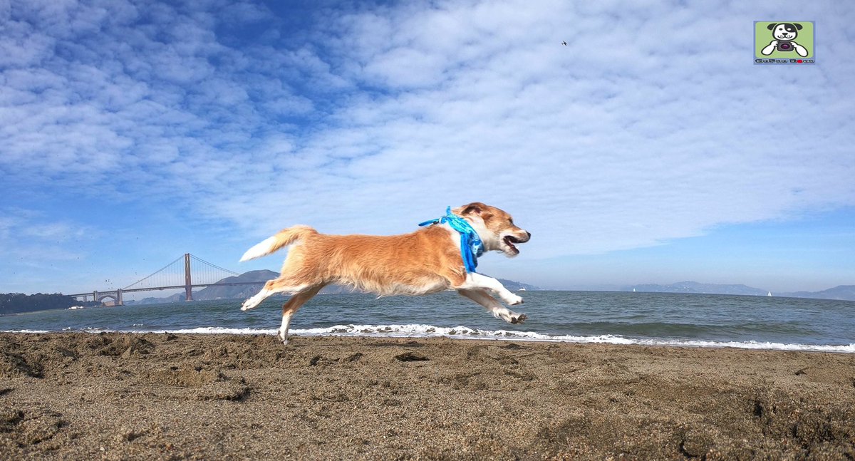 GoProCharlie1's tweet photo. GoPro Charlie sez next up for the Flying Furbaby photos at the Golden Gate is #superstar Wally! 🐶🚀🌉😎 #gopro #goprophoto #SanFrancisco #goldengatebridge #goprodogs #goprocharlie #dogcelebration #landofdogs #dogsoftwitter 🐶🚀🌉😎 https://t.co/5wMXblLNXn