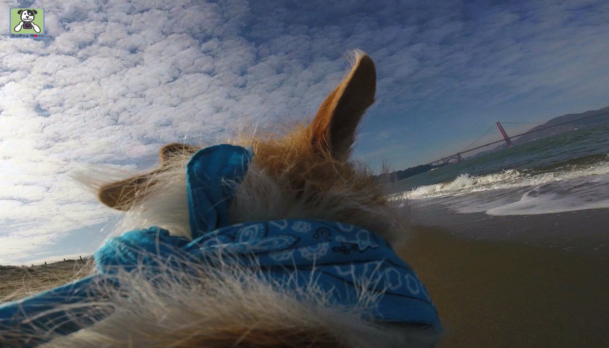GoProCharlie1's tweet photo. GoPro Charlie sez next up for the Flying Furbaby photos at the Golden Gate is #superstar Wally! 🐶🚀🌉😎 #gopro #goprophoto #SanFrancisco #goldengatebridge #goprodogs #goprocharlie #dogcelebration #landofdogs #dogsoftwitter 🐶🚀🌉😎 https://t.co/5wMXblLNXn