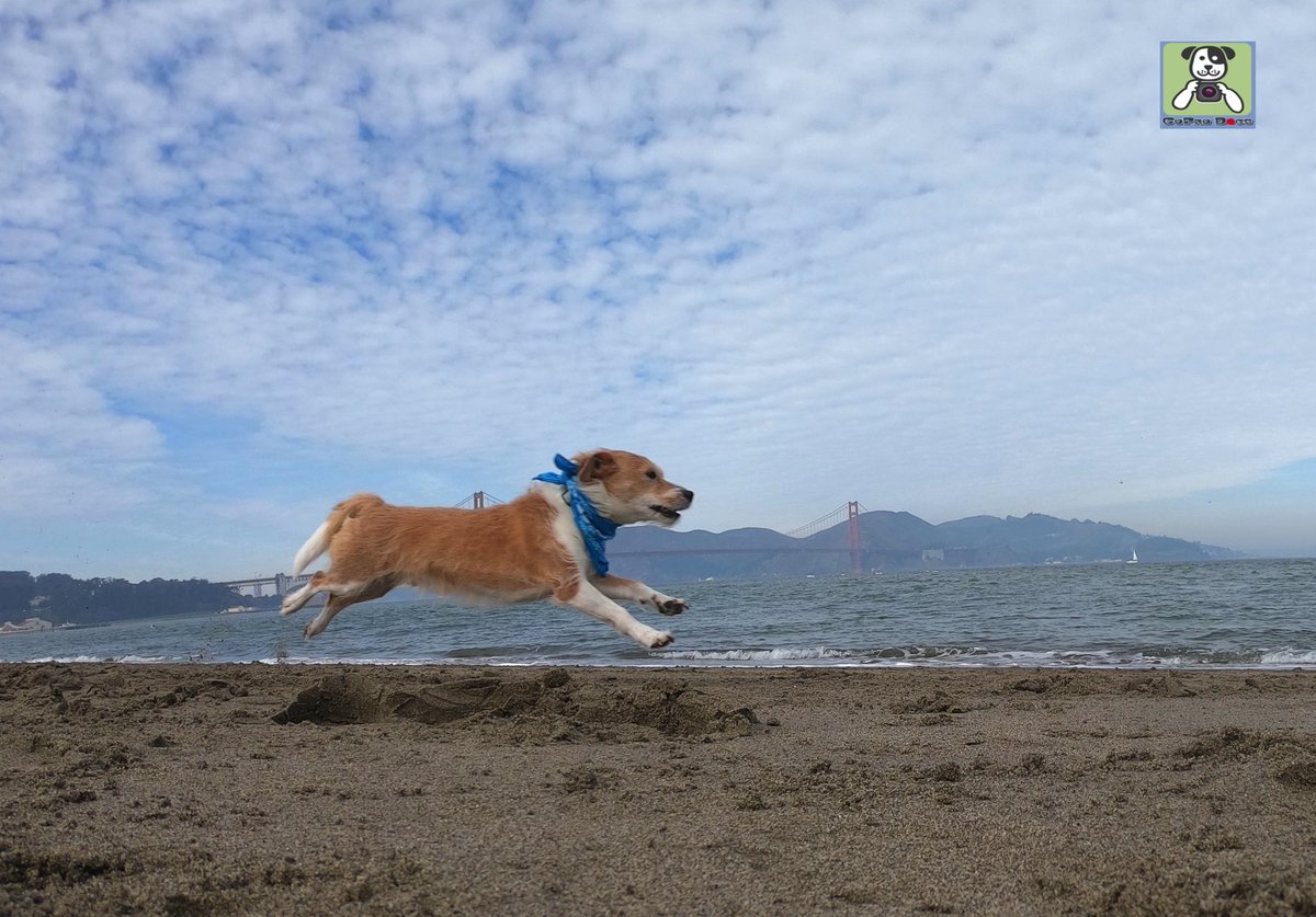 GoProCharlie1's tweet photo. GoPro Charlie sez next up for the Flying Furbaby photos at the Golden Gate is #superstar Wally! 🐶🚀🌉😎 #gopro #goprophoto #SanFrancisco #goldengatebridge #goprodogs #goprocharlie #dogcelebration #landofdogs #dogsoftwitter 🐶🚀🌉😎 https://t.co/5wMXblLNXn