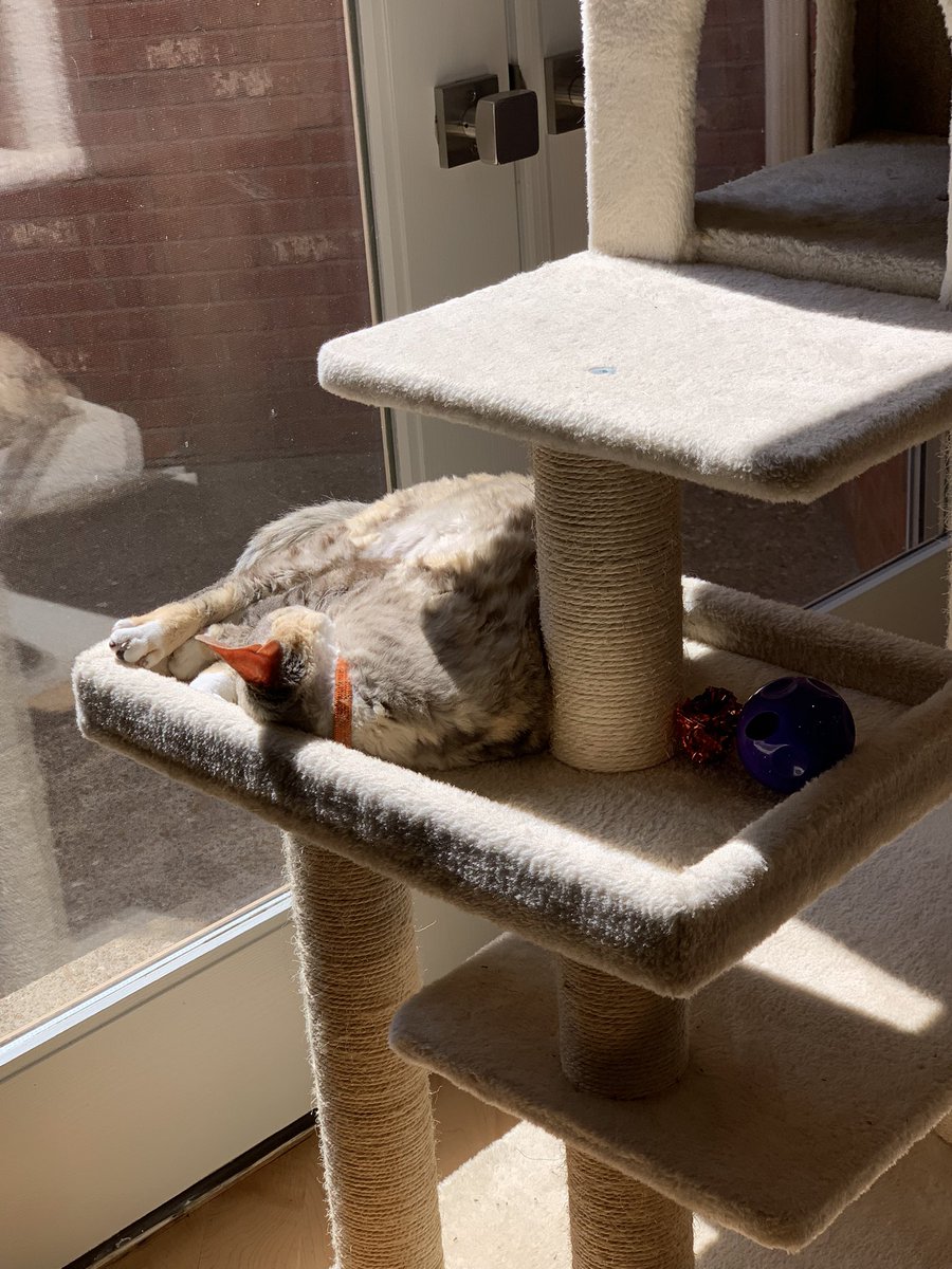DebraHDVM's tweet photo. I want Bella’s life #greattobeacat https://t.co/CSb0avqRs1