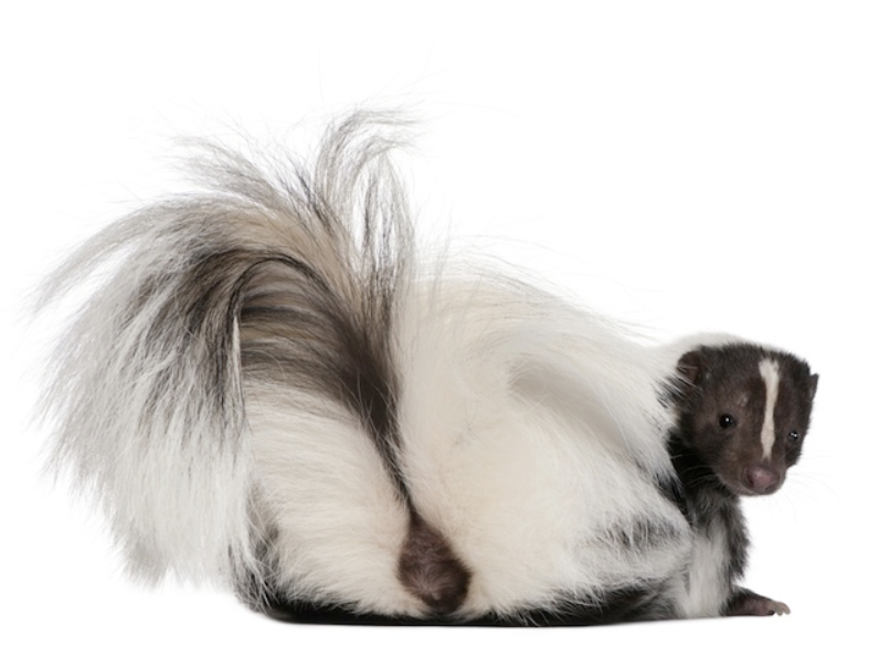 WSU Wildlife Ecology's March Mammal Madness! tweet media