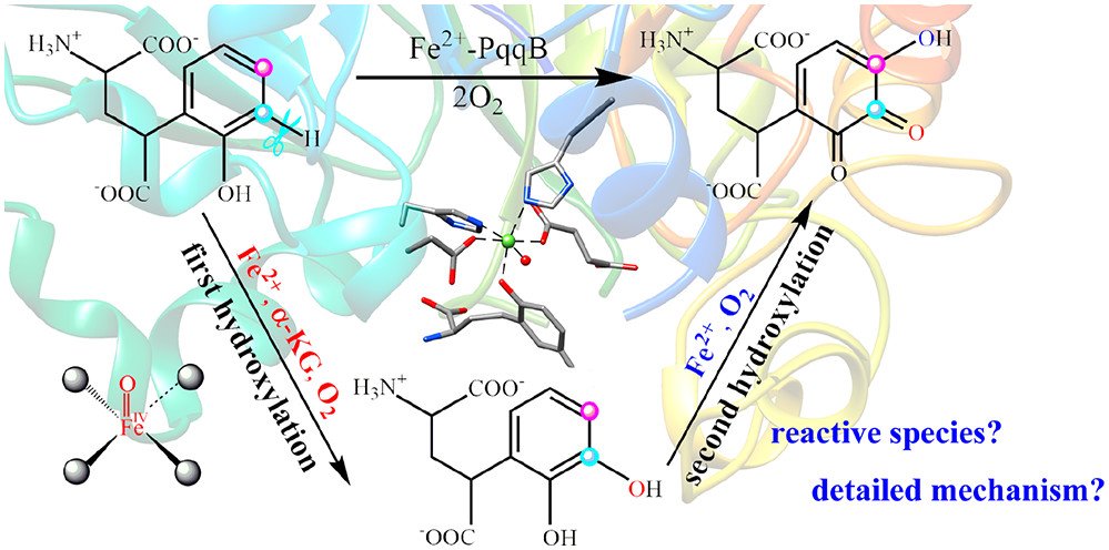 bhkenlo's tweet photo. Computational Study of Aromatic Hydroxylation Catalyzed by the Iron-Dependent Hydroxylase PqqB Involved in the Biosynthesis of Redox Cofactor Pyrroloquinoline Quinone https://t.co/AziMCFXF3z Liu &amp; co-workers @InorgChem #iron #nonheme #hydroxylase #PQQ #QM_MM #tyrosine #dianionic https://t.co/TIhNnT063s