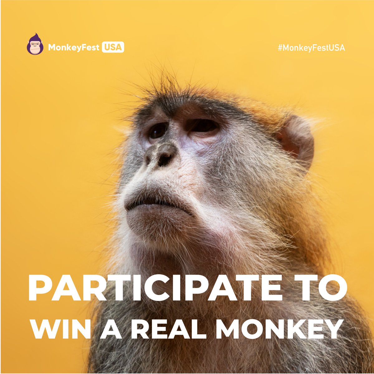 MonkeyFestUSA tweet media