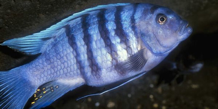 ElCandelazoNews's tweet photo. #SabíasQue| Estudio revela que los peces saben sumar y restar

Lee más #ElCandelazo 🔥 
👉https://t.co/QOvIVcMMbQ https://t.co/ujOlyKoWp7