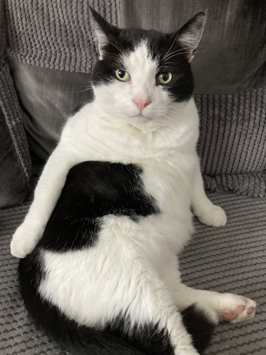 InspectorTip's tweet photo. Oscar’s aka White Tip’s humans here. He has gone for an adventure for 3 days! We’ve sent leaflets, walked, driven around, spoken to neighbours who have kindly checked sheds etc, but he’s still missing in Tameside, Gtr Manchester, UK. Please share to help WT find his way home. https://t.co/jB3FjlYiaS