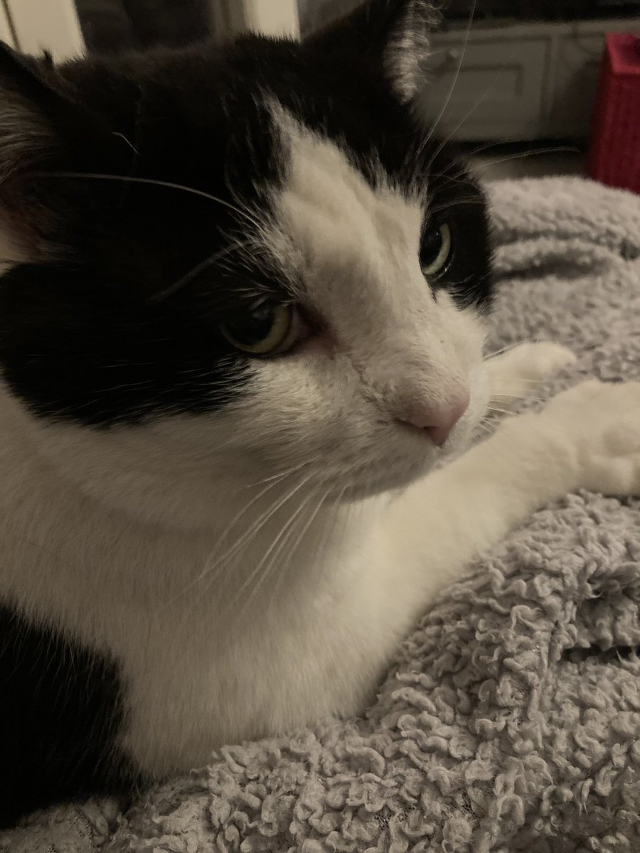 InspectorTip's tweet photo. Oscar’s aka White Tip’s humans here. He has gone for an adventure for 3 days! We’ve sent leaflets, walked, driven around, spoken to neighbours who have kindly checked sheds etc, but he’s still missing in Tameside, Gtr Manchester, UK. Please share to help WT find his way home. https://t.co/jB3FjlYiaS