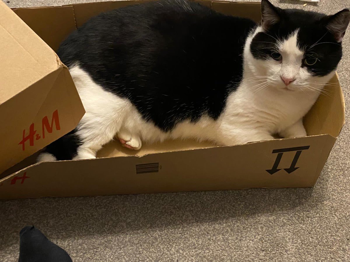 InspectorTip's tweet photo. Oscar’s aka White Tip’s humans here. He has gone for an adventure for 3 days! We’ve sent leaflets, walked, driven around, spoken to neighbours who have kindly checked sheds etc, but he’s still missing in Tameside, Gtr Manchester, UK. Please share to help WT find his way home. https://t.co/jB3FjlYiaS