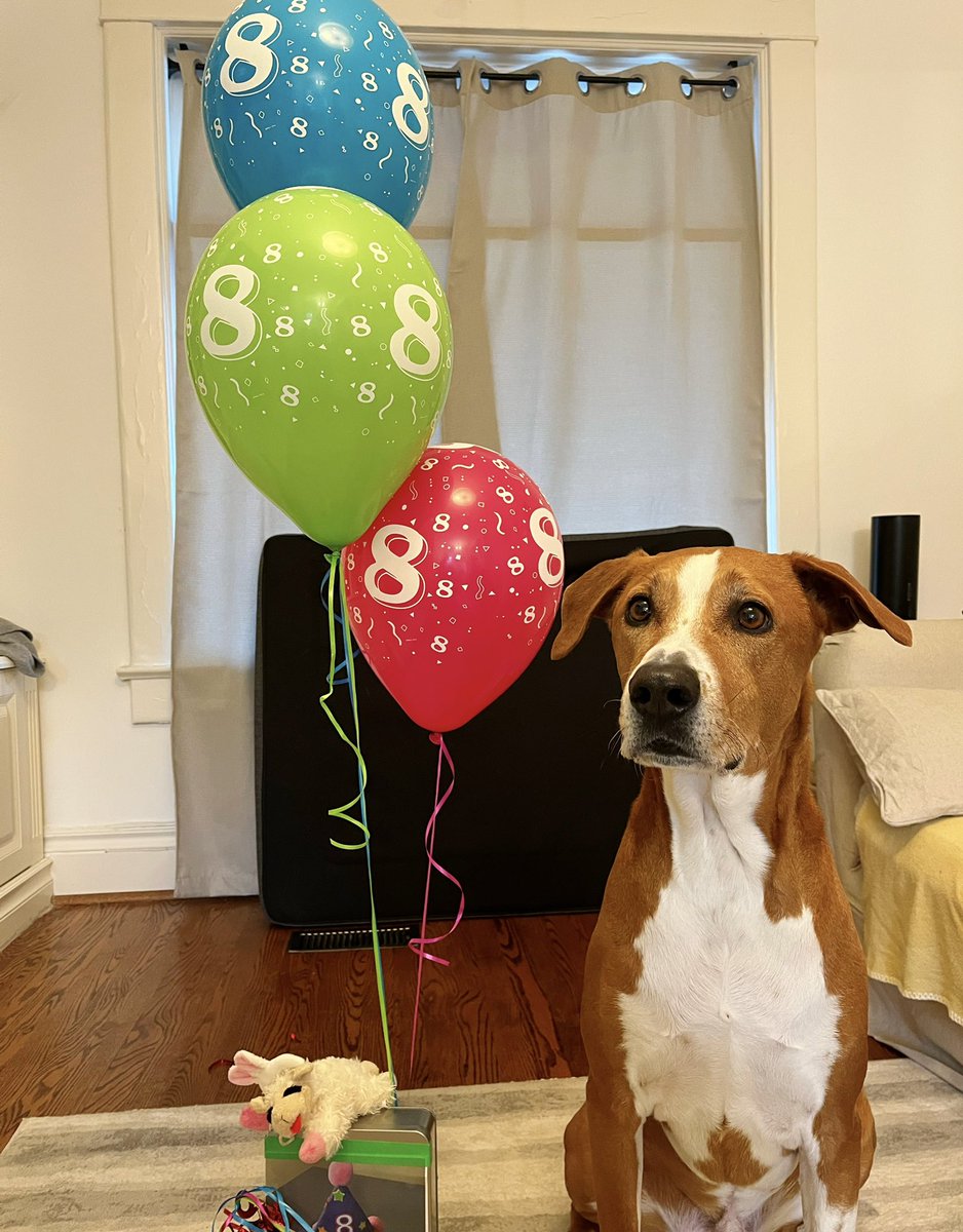 RockyRockstr's tweet photo. I am 8!!!! Chicken today, Burger tomorrow!!! https://t.co/DeXCmaY3jZ