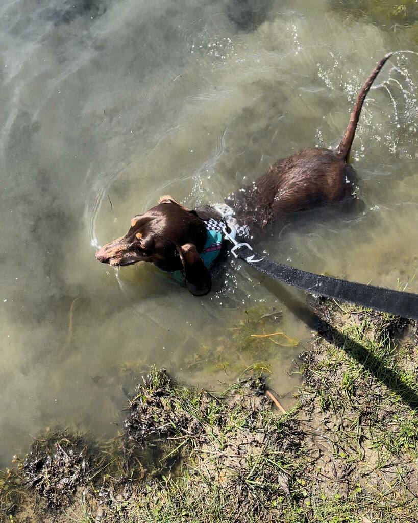 rhuntington3's tweet photo. Someone decided that jumping in the pond to chase the turtle would be a good idea. #ChasingTurtles #WetAndMuddy #WetDogSmell #chocolateandtandachshund #dachshundsofinstagram #instadachshund #ilovemydachshund #longdogcrew #instadog #ilovemydog https://t.co/K0eEMX5Hgi https://t.co/ZkFNSIX89c