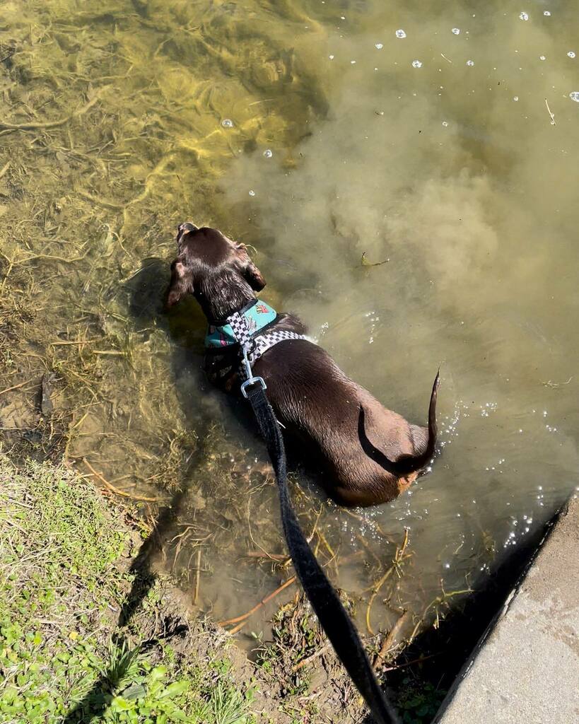 rhuntington3's tweet photo. Someone decided that jumping in the pond to chase the turtle would be a good idea. #ChasingTurtles #WetAndMuddy #WetDogSmell #chocolateandtandachshund #dachshundsofinstagram #instadachshund #ilovemydachshund #longdogcrew #instadog #ilovemydog https://t.co/tfrjDBIhvo https://t.co/17BnoN8R8q
