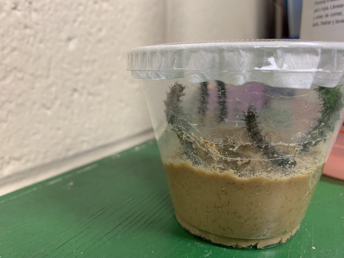 KentonineC's tweet photo. Our caterpillars are in the chrysalis stage! Looking to seeing those beautiful butterflies!#NISD_ECE#NISDGlenoaks https://t.co/PkK4NxuNgc