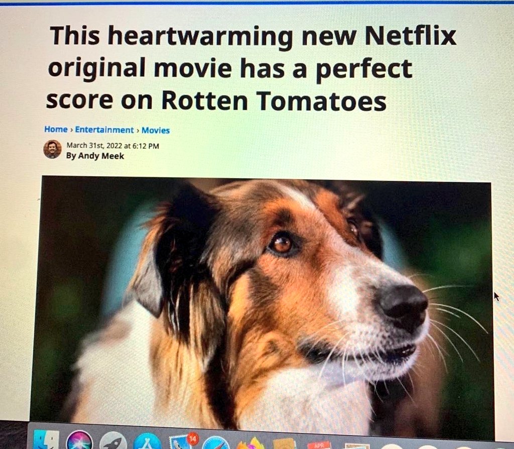KattShea's tweet image. Wow! This has never happened to me before! 😊😎🐕‍🦺
#rescuedbyruby #femalefilmmakerfriday