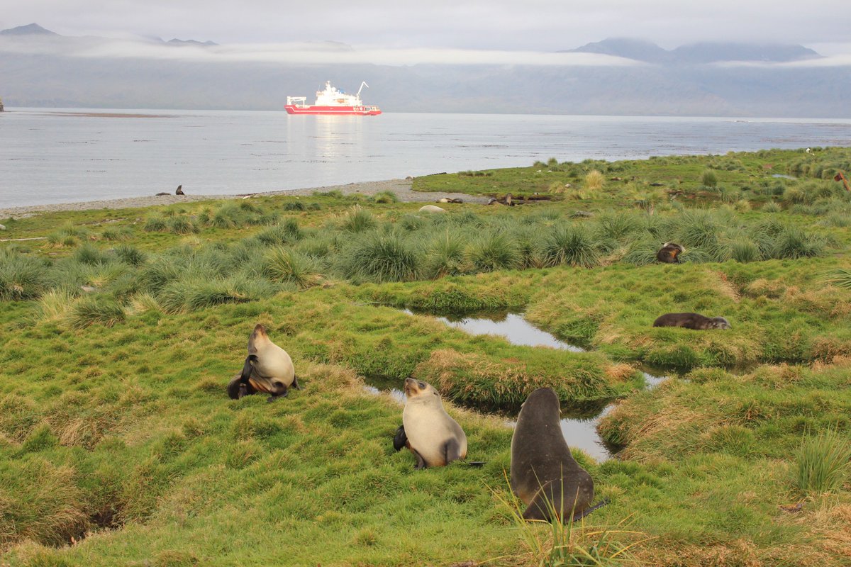 ReachtheWorldco's tweet photo. Penguins, albatross and seals, oh my! Join us next Wednesday, April 6 at 1:00 PM ET for a livestream featuring photos and videos of the stunning wildlife on @Endurance_22! Register here: https://t.co/0DOn8FhFo1 #Shackleton100 #FindingEndurance #exploring #Antarctica #Penguins https://t.co/oluzmnr4VC