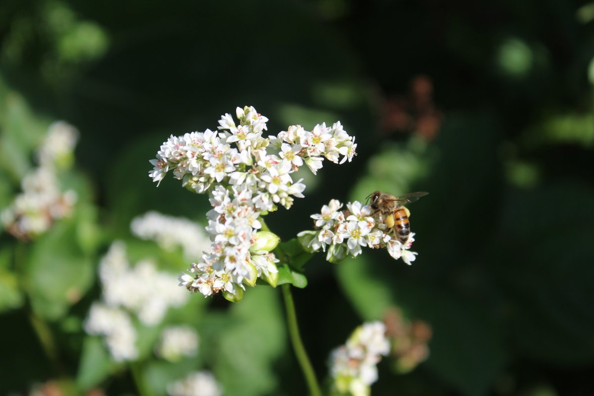GreenCoverSeed's tweet photo. "Buckwheat ˈbəkˌ(h)wēt/ #seedofthemonth
🌸 Superior weed suppression
🌸 Attracts pollinators & beneficial insects
🌸 Long lasting flowers
🌸 Drought tolerant
#covercrops #AgTwitter #soilhealth https://t.co/vYg1AMZqax