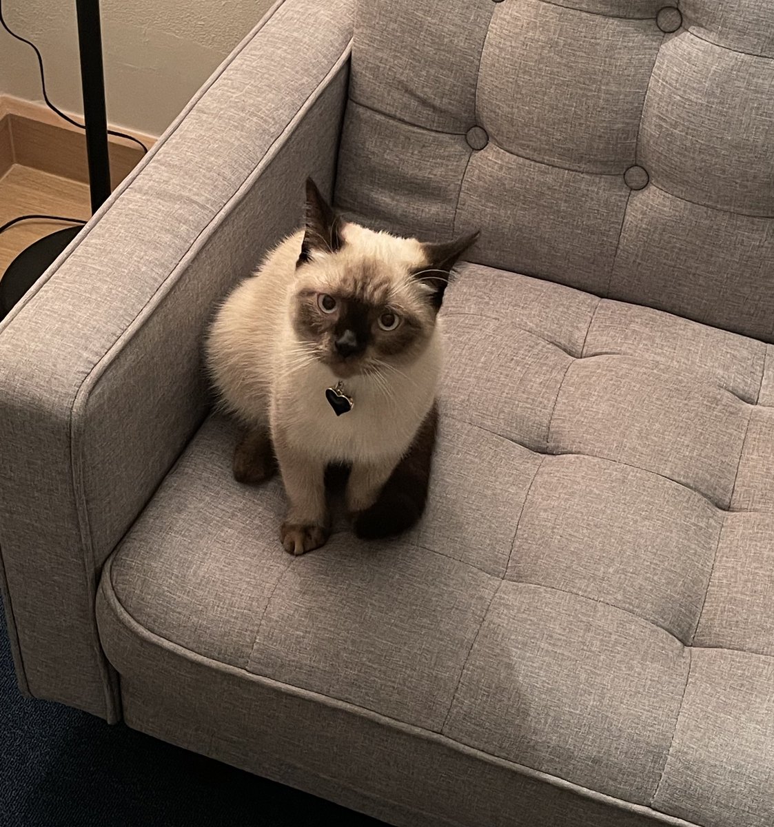 แม่ทำออรินจิผัดเนยเมื่อตอนเย็น สงสัยลืมเก็บเข้าตู้เย็น เหลือหน่อนึงอ้วนๆเลอ