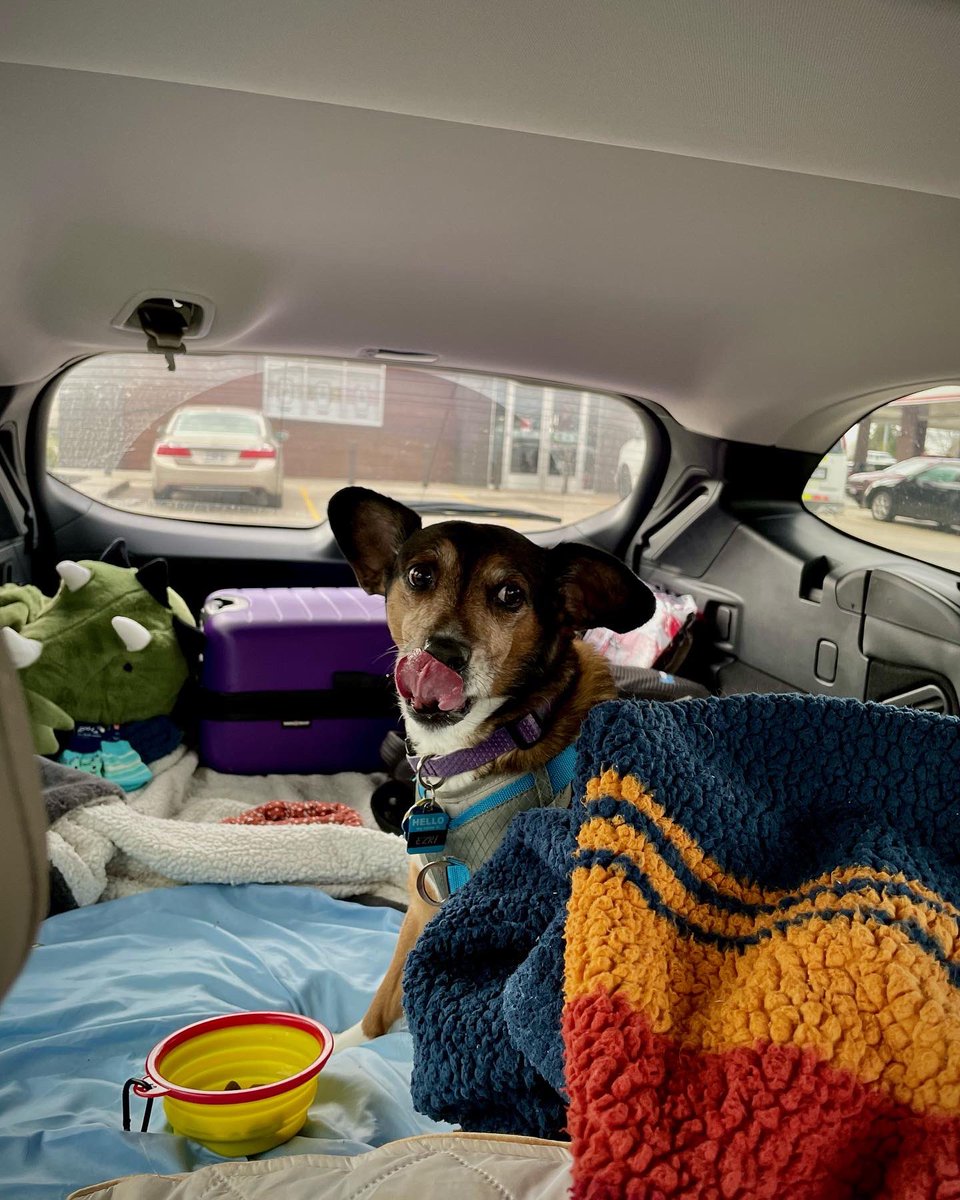 FetchtheRoad's tweet photo. This #Subaru dog is a road trip pro! She was recently diagnosed with Cushing’s Disease, so she’s my 24/7/365 ride from now on. 🤎🐾

#subienation #subiegang #subiwagon #subielove #subielife #subiefam #subie #caraccount #dogs #doglife #dogsthattravel #doglover #doglovers https://t.co/ZNjjKiuTlQ