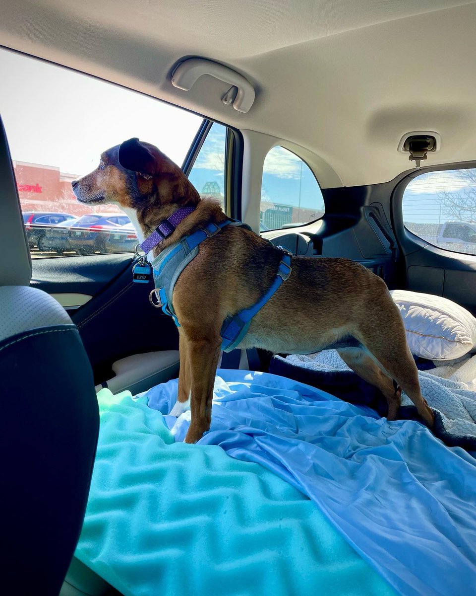 FetchtheRoad's tweet photo. This #Subaru dog is a road trip pro! She was recently diagnosed with Cushing’s Disease, so she’s my 24/7/365 ride from now on. 🤎🐾

#subienation #subiegang #subiwagon #subielove #subielife #subiefam #subie #caraccount #dogs #doglife #dogsthattravel #doglover #doglovers https://t.co/ZNjjKiuTlQ