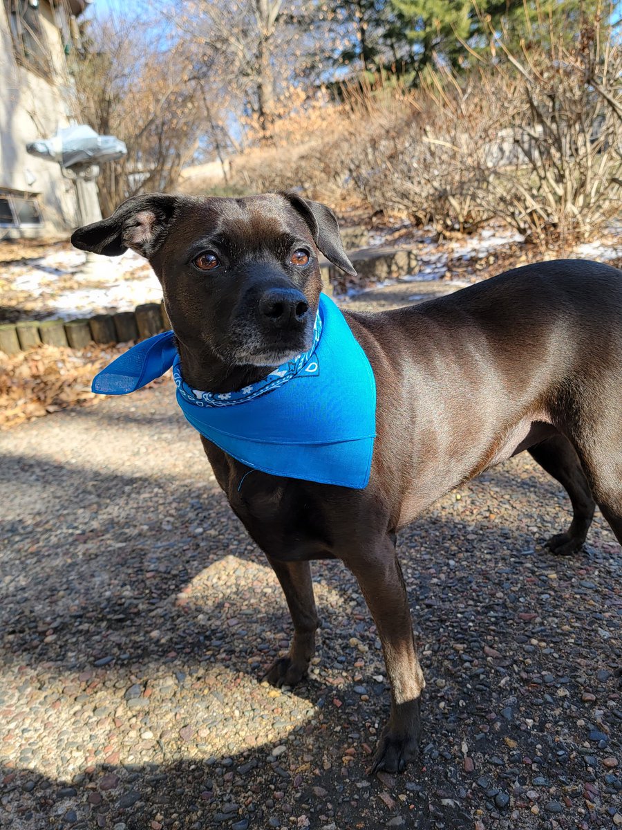 Raven modeling her new scarf "in the wild" 🤣😆😉💙