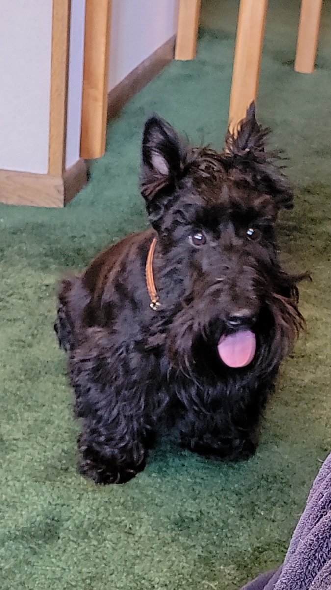 Alfie says he definitely IS NOT gaining weight, he's just "fluffy" for this time of year 😉💙
#DogsofTwittter