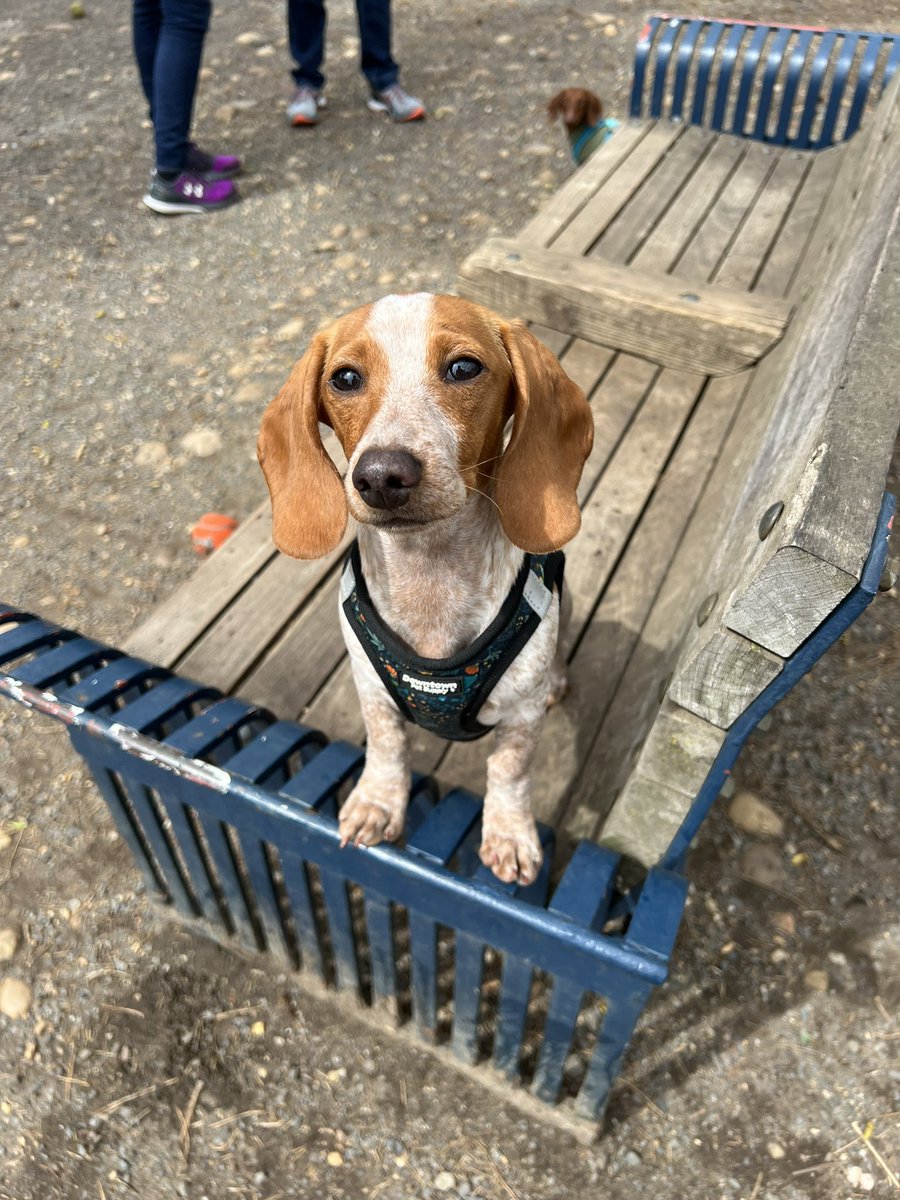 kelcyjade's tweet photo. @abbybischoff Meet Henry 💙 https://t.co/YVJW1bq2fp