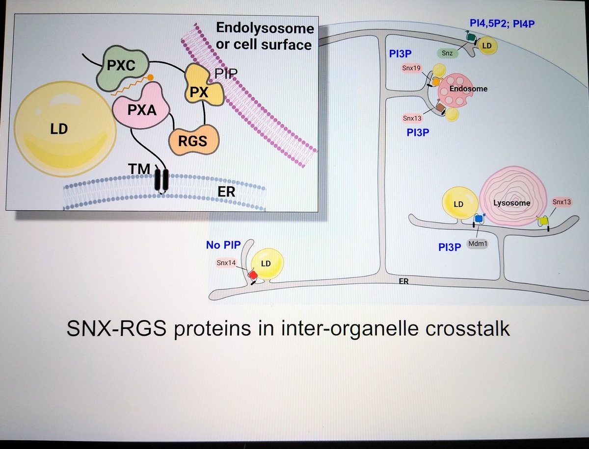 Henne_Lab (@hennelab) on Twitter photo Attending ASBMB and interested in interorganelle crosstalk? Attend the organelle signaling session Sunday Apr 3 9:30-11:30 Rm126A.
Hear about work from <a href="/_blessypaul/">Blessy Paul</a>, <a href="/brettcollins100/">Brett Collins</a>, <a href="/HenneLab/">Henne_Lab</a> and others about the SNX-RGS proteins and their roles in interorganelle crosstalk Attending ASBMB and interested in interorganelle crosstalk? Attend the organelle signaling session Sunday Apr 3 9:30-11:30 Rm126A.
Hear about work from <a href="/_blessypaul/">Blessy Paul</a>, <a href="/brettcollins100/">Brett Collins</a>, <a href="/HenneLab/">Henne_Lab</a> and others about the SNX-RGS proteins and their roles in interorganelle crosstalk