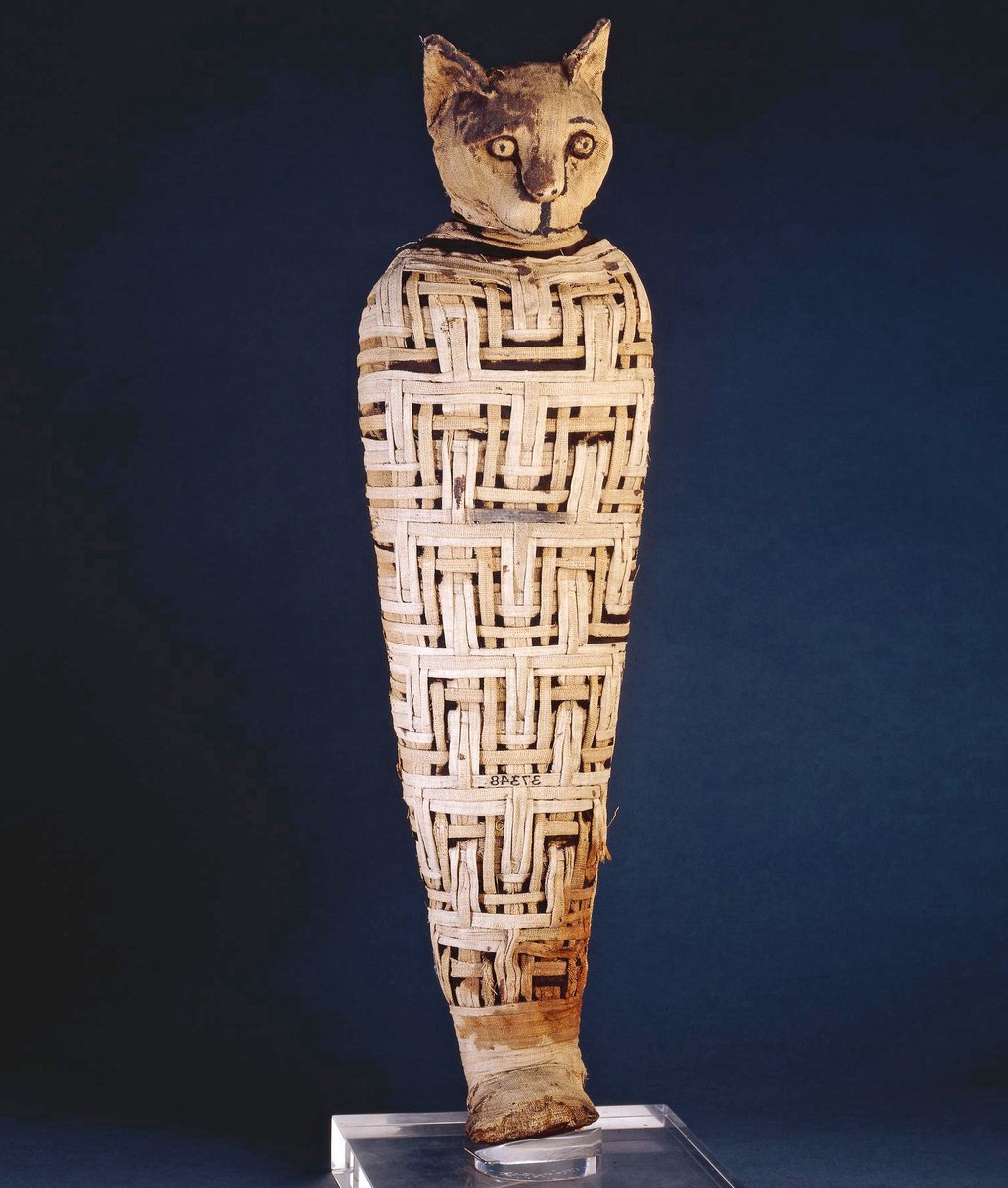 OptimoPrincipi's tweet photo. 1/2) A mummified cat from Roman Egypt. Animal cults peaked in popularity during Egypt's Ptolemaic and Roman periods. While the animals were not worshipped themselves, they were regarded as sacred intermediaries with the gods... https://t.co/HfJUv1bIDJ